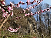 17 Fiori di pesco un mese fa per le falesie 